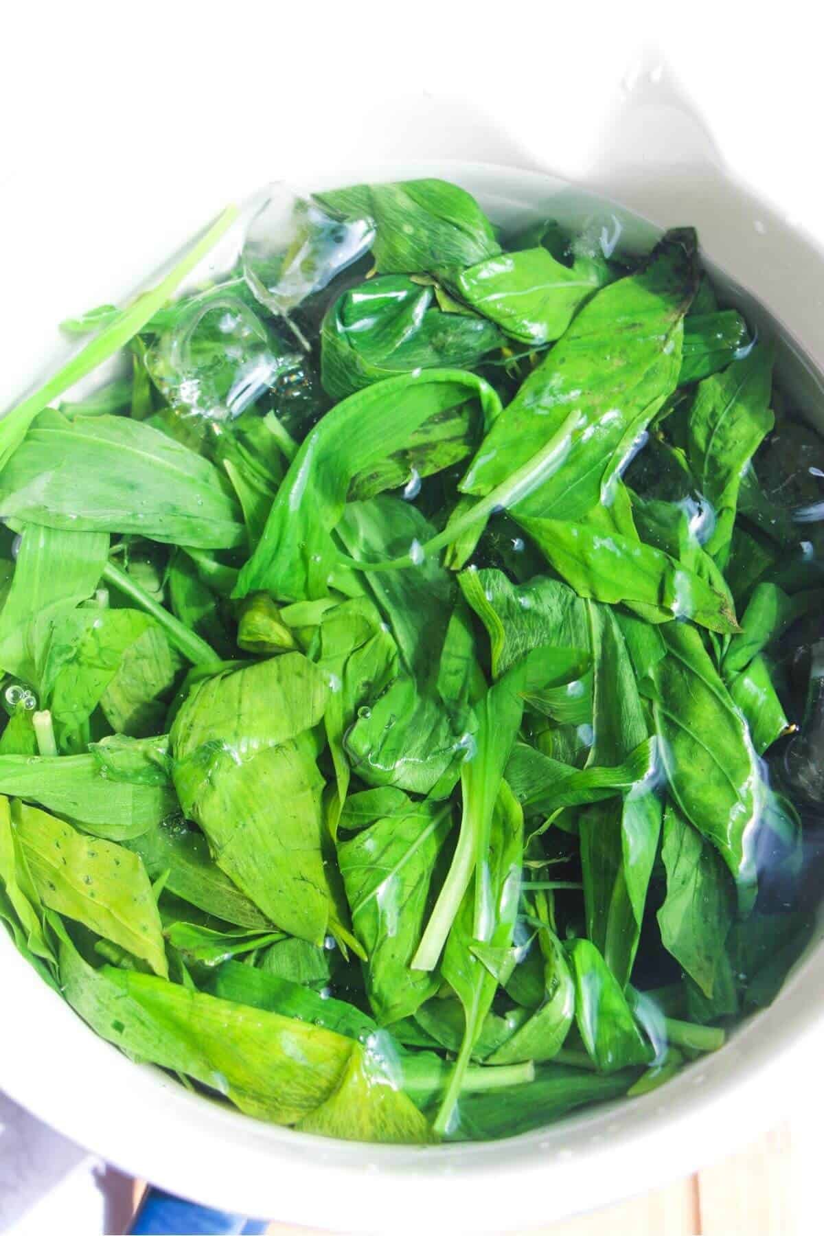 Blanched wild garlic leaves in bowl of ice water.