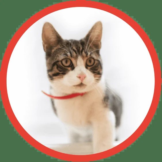 Toby the cat with a red collar.