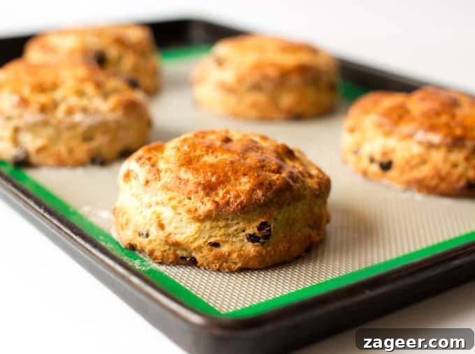Light and fluffy buttermilk scones with raisins - so good served with clotted cream and jam!